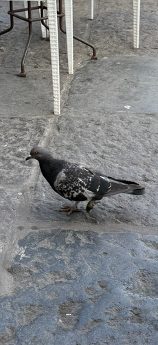 Feral Pigeon