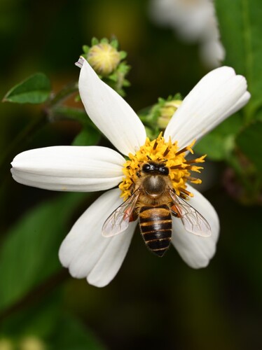 Asian Honey Bee