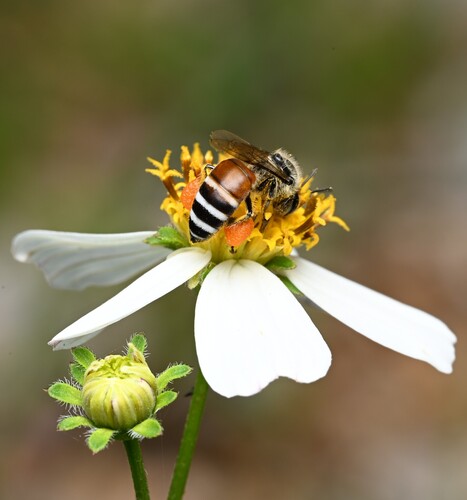 Red Dwarf Honey Bee