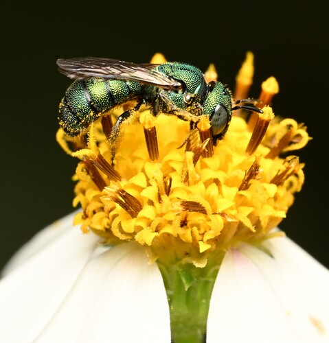 Emerald Small Carpenter