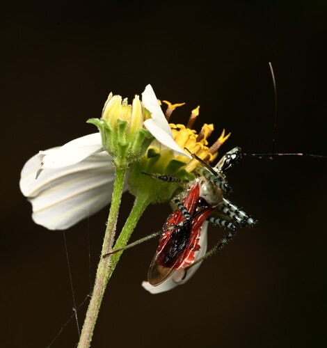 Velinus annulatus