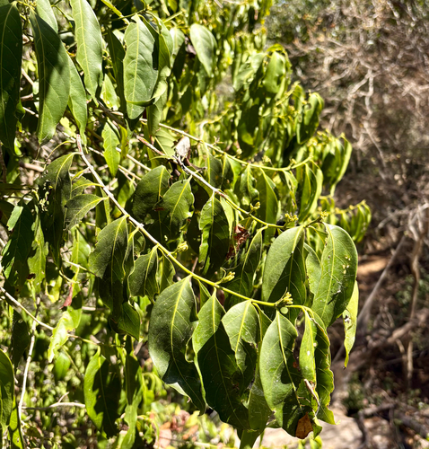 Aidia racemosa observed 2026-09-14