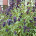 Cerinthe major purpurascens - Photo (c) Sarah Barker, algunos derechos reservados (CC BY-NC-ND)
