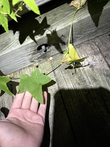 prickly cucumber