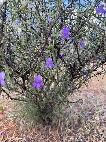 Eremophila bowmanii, 2026-09-14