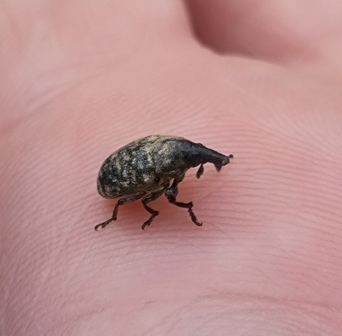 Turbine Cylindrical Weevil