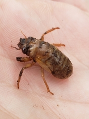 Cicadettinae