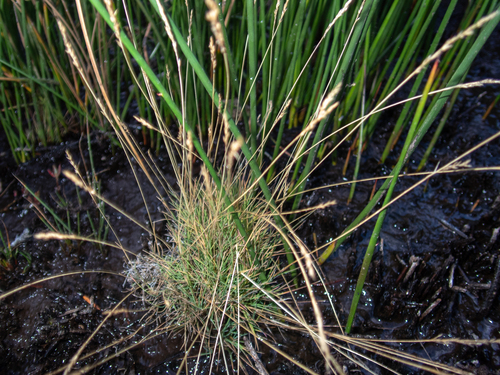 Muhlenbergia richardsonis observed 2026-09-10