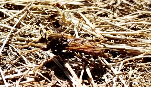Hornet Robber Fly