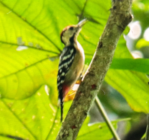 Dendrocopos macei observed 2026-09-14