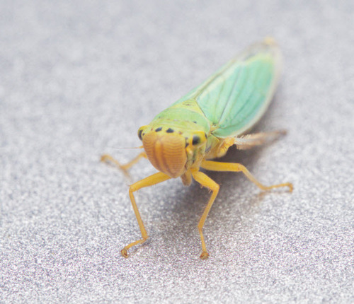 Green Leafhopper