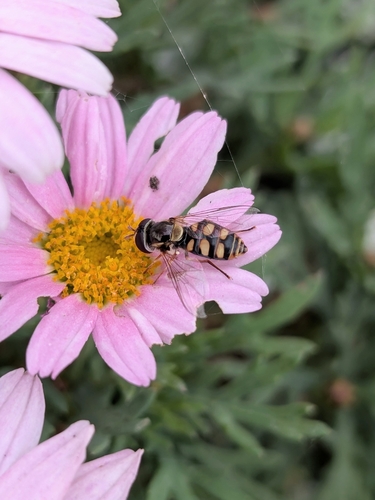 Yellow-shouldered Stout Hover Fly