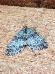 Hydriomena speciosata