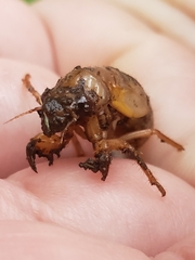 Cicadettinae