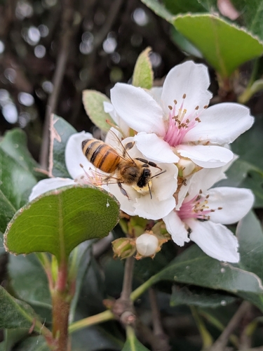 Western Honey Bee