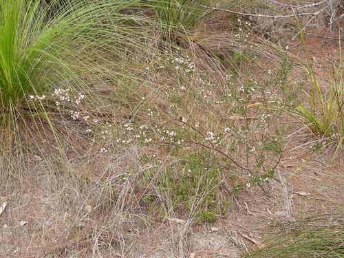 Boronia rosmarinifolia, photograph 3