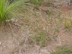 (c) Mark Clarke, some rights reserved (CC BY) Boronia rosmarinifolia, photograph (c) Mark Clarke, some rights reserved (CC BY)