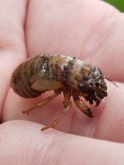 Cicadettinae