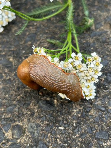 Black Slug