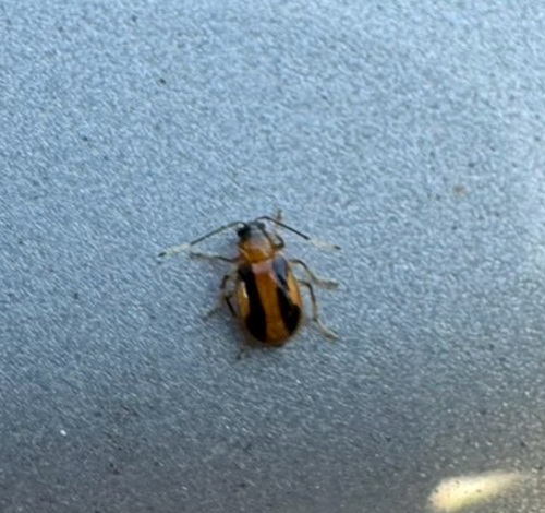 Medythia suturalis