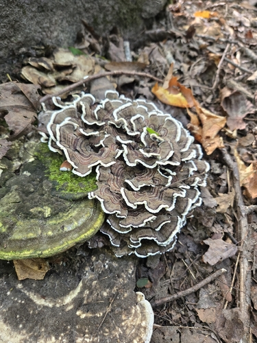 turkey-tail