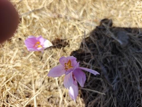 Autumn Crocus