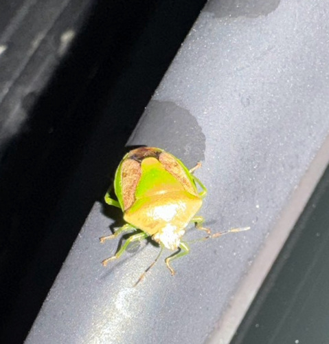 Plautia crossota
