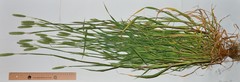 Phalaris paradoxa