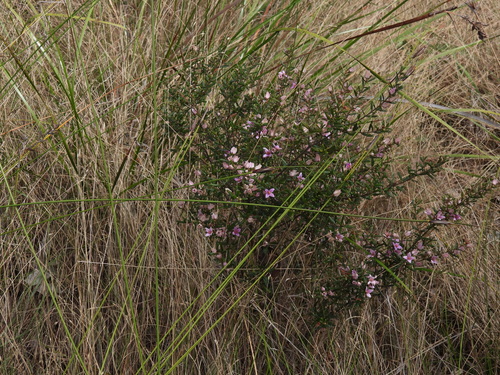 Boronia rosmarinifolia, photograph 1