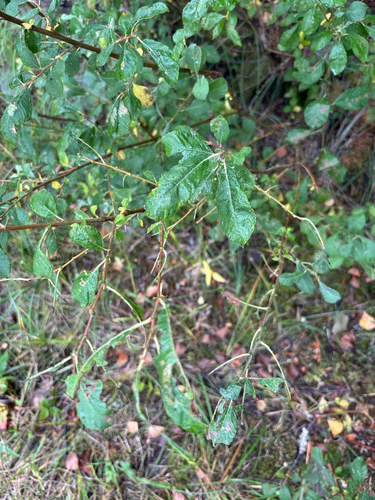 Eared Willow
