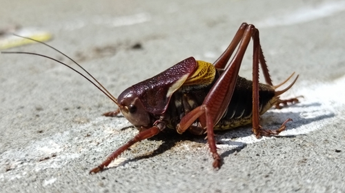 Fieber's Walking Bush-cricket