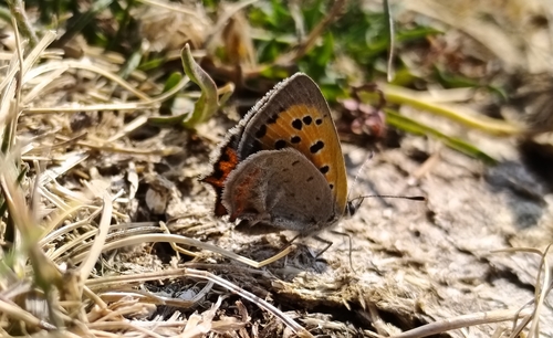 Small Copper