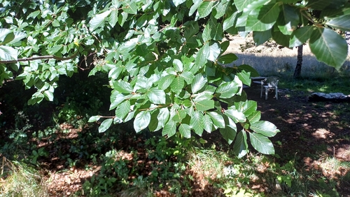 European beech