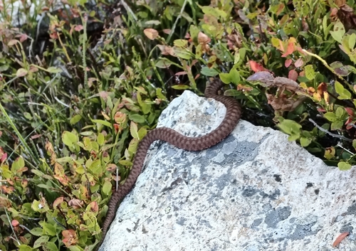 Adder
