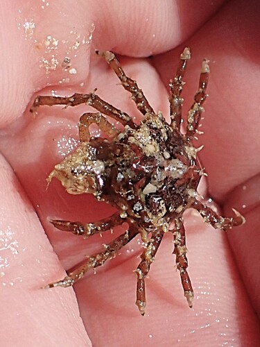 Menaethius monoceros observed 2026-09-13