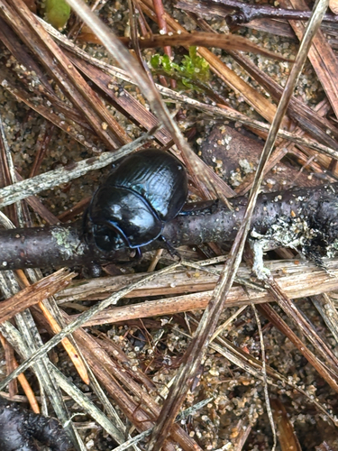 Woodland Dor Beetle