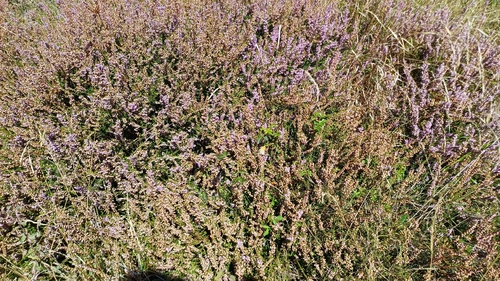 common heather