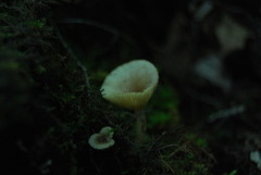 Lactarius griseus