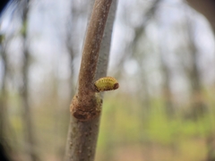 Callirhytis rugulosa