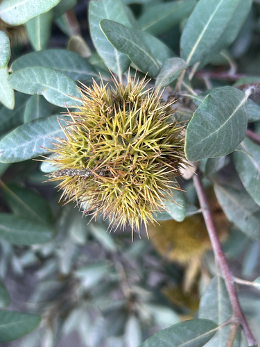 iNaturalist observation photo of bush chinquapin