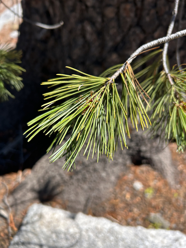 iNaturalist observation photo of western white pine