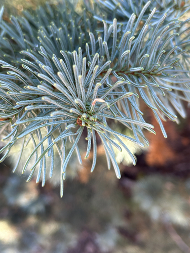 iNaturalist observation photo of red fir