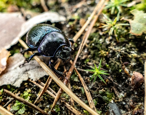 Woodland Dor Beetle
