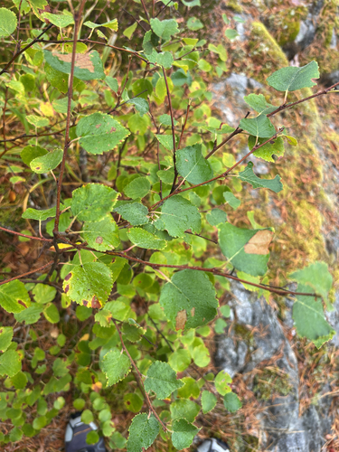 Downy Birch
