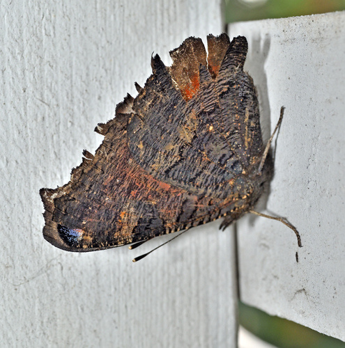 European Peacock Butterfly