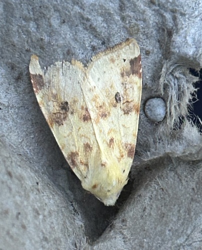 The Sallow