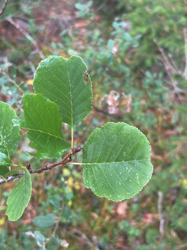 common alder