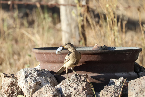 Great Bowerbird