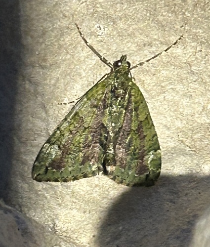 Red-green Carpet