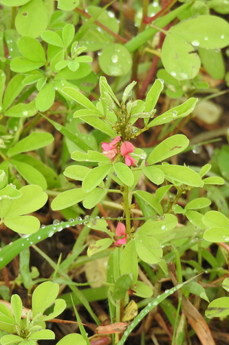 Indigofera trifoliata